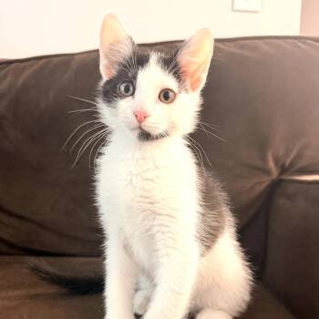 Sour Straws -  Domestic Short Hair Cat for Adoption in Helena, Alabama - Sour Straws | PetCurious