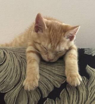 Herby -  Domestic Short Hair and Tabby Cat for Adoption in Walled Lake, Michigan - Herby | PetCurious