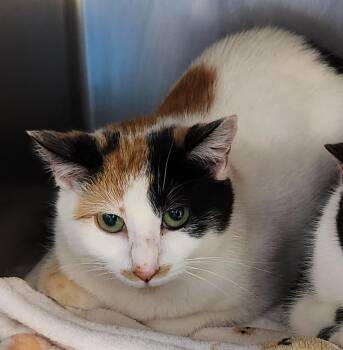 Domestic Short Hair Cats Available for Adoption - Spring Grove | PetCurious