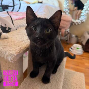 Turbo -  Domestic Short Hair Cat for Adoption in Vancouver, British Columbia - Turbo | PetCurious