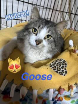Domestic Medium Hair Cats Available for Adoption - Goose | PetCurious