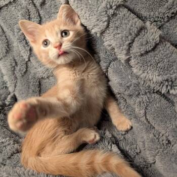 Shane -  Domestic Short Hair Cat for Adoption in Columbiana, Alabama - Shane | PetCurious