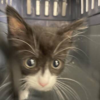Armstrong -  Domestic Long Hair Cat for Adoption in Gloucester, Virginia - Armstrong | PetCurious