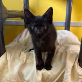 Patty -  Domestic Short Hair Cat for Adoption in Penn Yan, New York - Patty | PetCurious