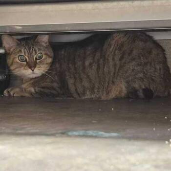 Domestic Short Hair Cats Available for Adoption in Davenport, Iowa - Frump | PetCurious
