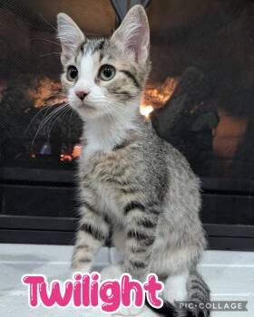 Domestic Short Hair Cats Available for Adoption in Rossville, Georgia - Twilight | PetCurious