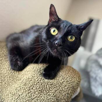 Fred -  Domestic Short Hair Cat for Adoption in Ramona, California - Fred | PetCurious