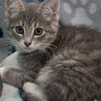 Down Under Kittens- Kangaroo -  Domestic Short Hair Cat for Adoption in Fairfax, Virginia - Down Under Kittens- Kangaroo | PetCurious