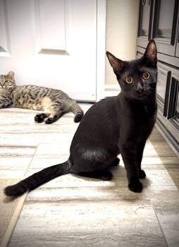 Rescue Domestic Short Hair Cats for Adoption in Orange, California - Ellie | PetCurious