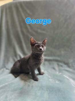 George -  Domestic Short Hair Cat for Adoption in Groveland, Massachusetts - George | PetCurious