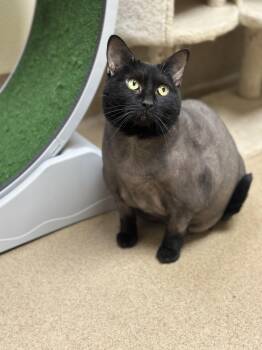 Rescue Domestic Short Hair Cats for Adoption in Myerstown, Pennsylvania - Ficus | PetCurious