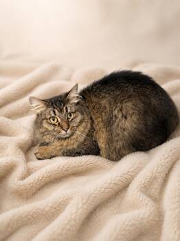 Domestic Short Hair Cats Available for Adoption in Orland Hills, Illinois - Theodore | PetCurious