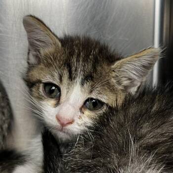 Crackle -  Domestic Short Hair Cat for Adoption in Palm Springs, California - Crackle | PetCurious