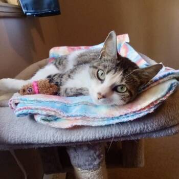 Tulip -  Domestic Short Hair Cat Available for Adoption in Beacon, New York - Tulip | PetCurious