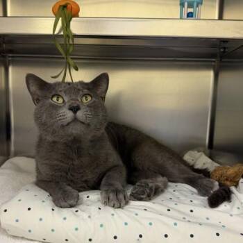 Domestic Short Hair Cats Available for Adoption in Richmond, Virginia - Dwayne | PetCurious