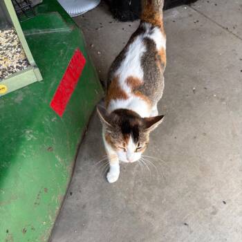 Nugget -  Domestic Short Hair Cat for Adoption in Rochester, Minnesota - Nugget | PetCurious