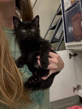 Rescue Domestic Short Hair Cats for Adoption in Town 