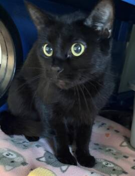 Rescue Domestic Short Hair Cats for Adoption in Sault Ste. Marie, Michigan - Winifred | PetCurious