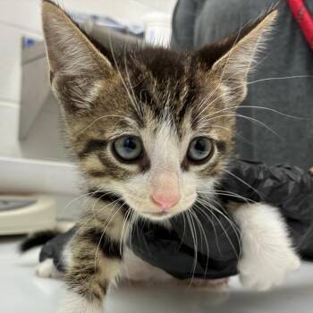 Remington -  Domestic Short Hair Cat for Adoption in Corpus Christi, Texas - Remington | PetCurious