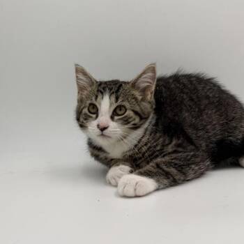 Pizza With Sunglasses -  Domestic Short Hair Cat for Adoption in State College, Pennsylvania - Pizza With Sunglasses | PetCurious