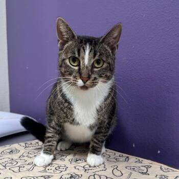 Shania -  Domestic Short Hair Cat for Adoption in Englewood, Florida - Shania | PetCurious