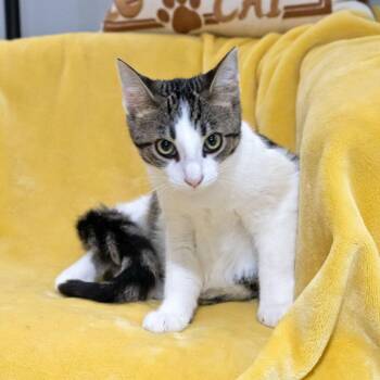Chicken -  Domestic Short Hair Cat for Adoption in Mckean, Pennsylvania - Chicken | PetCurious