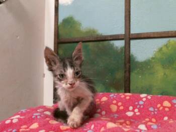 A2089157 -  Domestic Short Hair Cat for Adoption in Houston, Texas - A2089157 | PetCurious