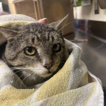 Clarence -  Domestic Short Hair Cat for Adoption in Asheville, North Carolina - Clarence | PetCurious
