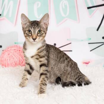 Rescue Domestic Short Hair Cats for Adoption in Lewisville, Texas - Prince | PetCurious