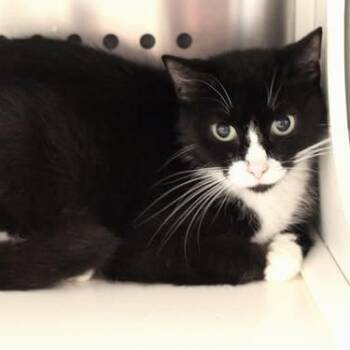 26-01182 -  Domestic Short Hair Cat for Adoption in Fredericksburg, Virginia - 26-01182 | PetCurious