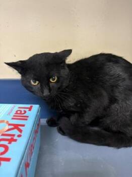 Mateo -  Domestic Short Hair Cat for Adoption in Charleston, South Carolina - Mateo | PetCurious