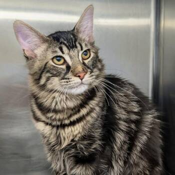 Domestic Long Hair Cats Available for Adoption in Medford, Oregon - Noah | PetCurious