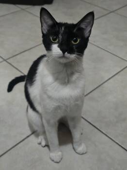 Hope -  Tuxedo Cat Available for Adoption in Palmetto Bay, Florida - Hope | PetCurious