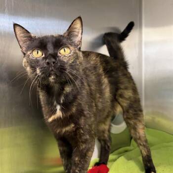 VIRGO -  Domestic Short Hair Cat Available for Adoption in Methuen, Massachusetts - VIRGO | PetCurious