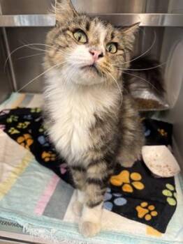 Ruby-ADOPTED -  Domestic Medium Hair and Domestic Short Hair Cat for Adoption in Atlanta, Georgia - Ruby-ADOPTED | PetCurious