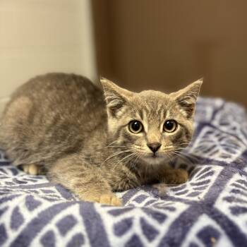 Dip Cone--In Foster -  Domestic Short Hair Cat for Adoption in Fargo, North Dakota - Dip Cone--In Foster | PetCurious