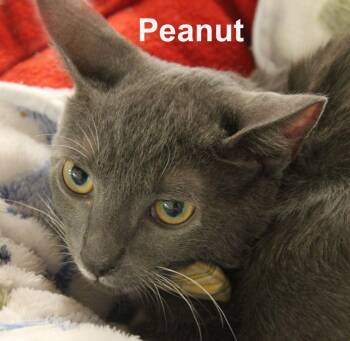 Peanut Stec. (fun-loving, adventure-seeking, male kitten & a goo -  Domestic Short Hair Cat for Adoption in Stowe, Pennsylvania - Peanut Stec. (fun-loving, Adventure-seeking, Male Kitten & A Goo | PetCurious