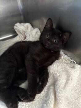 Domestic Short Hair Cats Available for Adoption - Queso | PetCurious