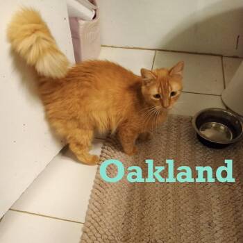 Oakland -  Tabby and Domestic Long Hair Cat for Adoption - Oakland | PetCurious