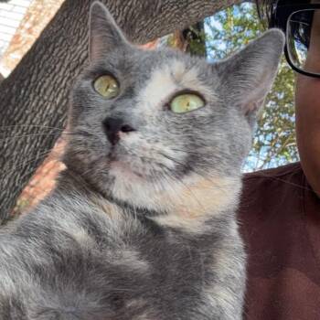 Penelope -  Dilute Tortoiseshell Cat for Adoption in Pottsboro, Texas - Penelope | PetCurious