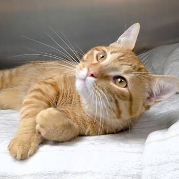 Oren -  Domestic Short Hair Cat for Adoption in Michigan City, Indiana - Oren | PetCurious