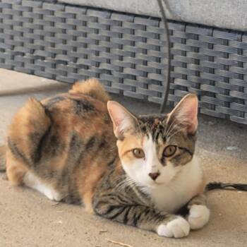 Tiana -  Domestic Short Hair Cat for Adoption in Laredo, Texas - Tiana | PetCurious