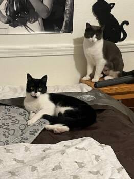 Domestic Short Hair Cats Available for Adoption in Tracy, California - Berlin And Missy | PetCurious