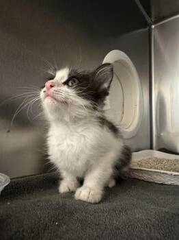 CHER -  Domestic Short Hair Cat for Adoption in Riverside, California - CHER | PetCurious