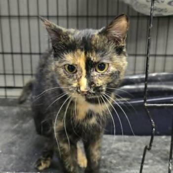 Domestic Short Hair Cats Available for Adoption - Whitney | PetCurious