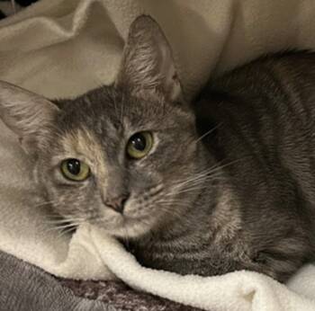 Bonnie -  Domestic Short Hair Cat for Adoption in Blasdell, New York - Bonnie | PetCurious