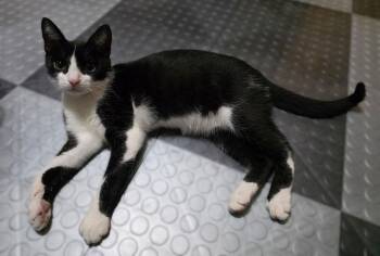 Tuxedo and Domestic Short Hair Cats Available for Adoption - Tiny Tim | PetCurious