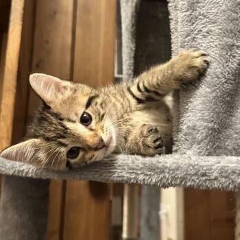 Texas Toast 3 -  Domestic Short Hair Cat for Adoption in Baltimore, Maryland - Texas Toast 3 | PetCurious