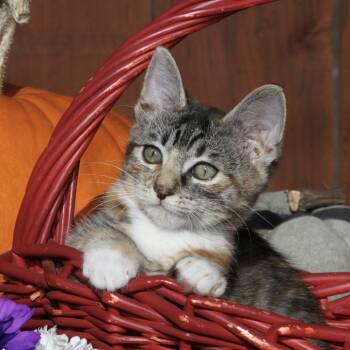 Rescue Domestic Short Hair Cats for Adoption in Santa Rosa, California - Cleo | PetCurious
