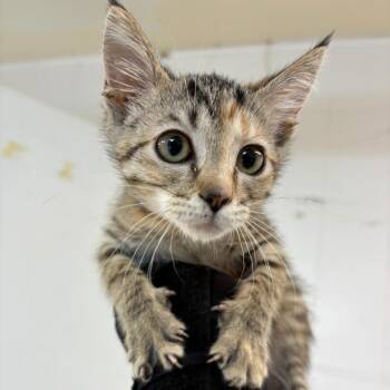 Dori -  Domestic Short Hair Cat for Adoption in Leander, Texas - Dori | PetCurious